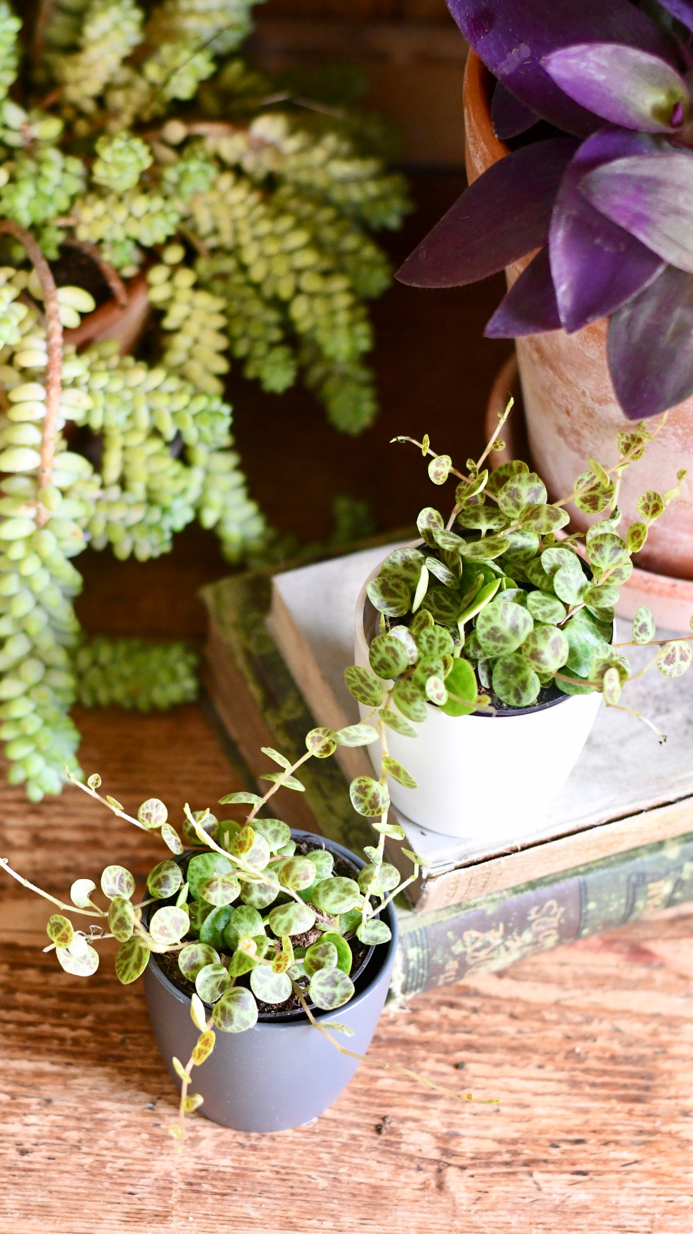 String of Turtles (Peperomia prostrata, turtles on a string)