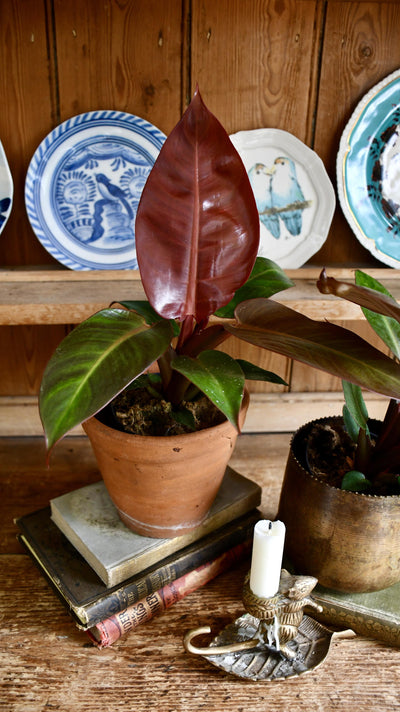 Philodendron Red