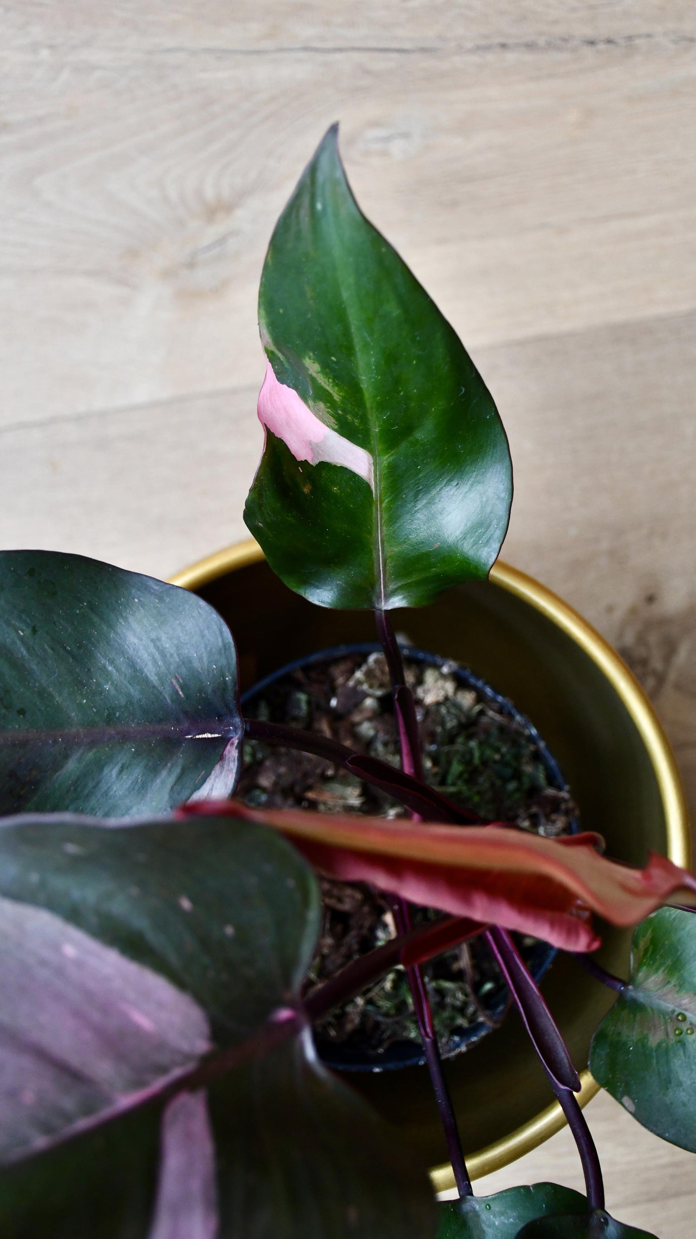 Philodendron Pink Princess