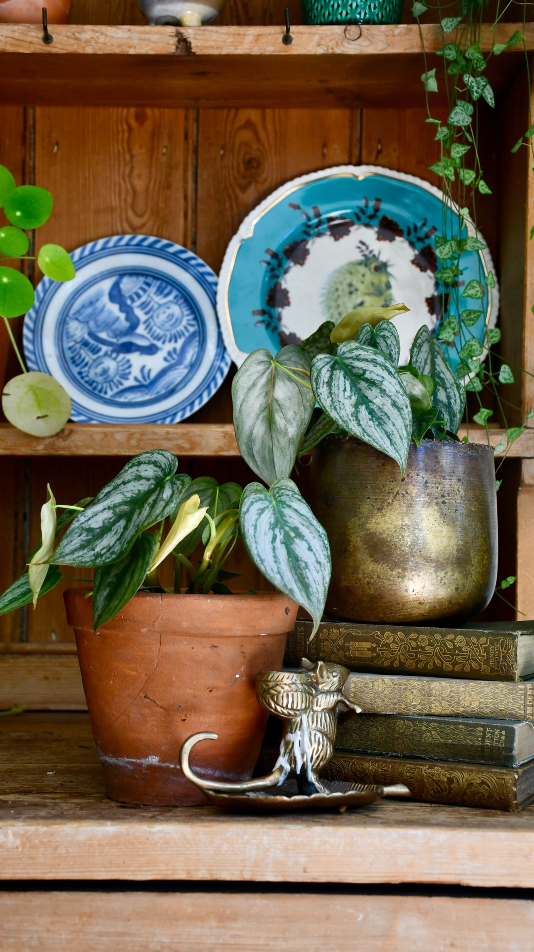 philodendron brandtianum uk Philodendron Brandtianum | UK Plants Delivered
