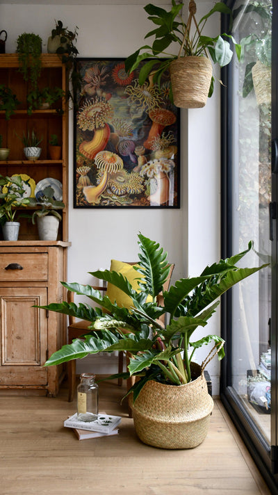 Philodendron Narrow | Tiger Tooth Plant