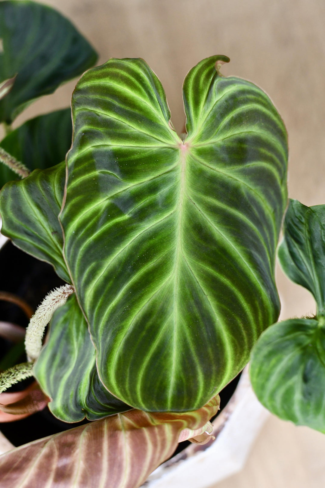 philodendron europe Philodendron Verrucosum | UK Delivery