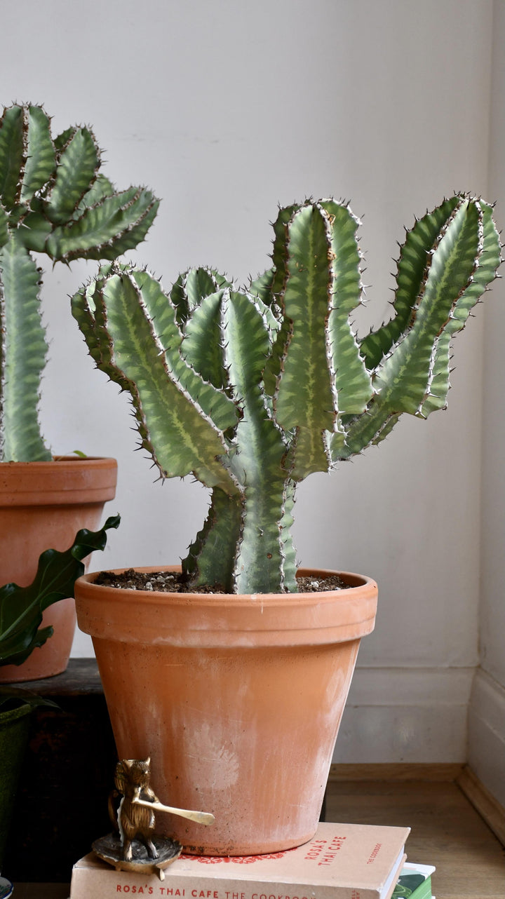 Euphorbia cooperi | UK Large Cactus