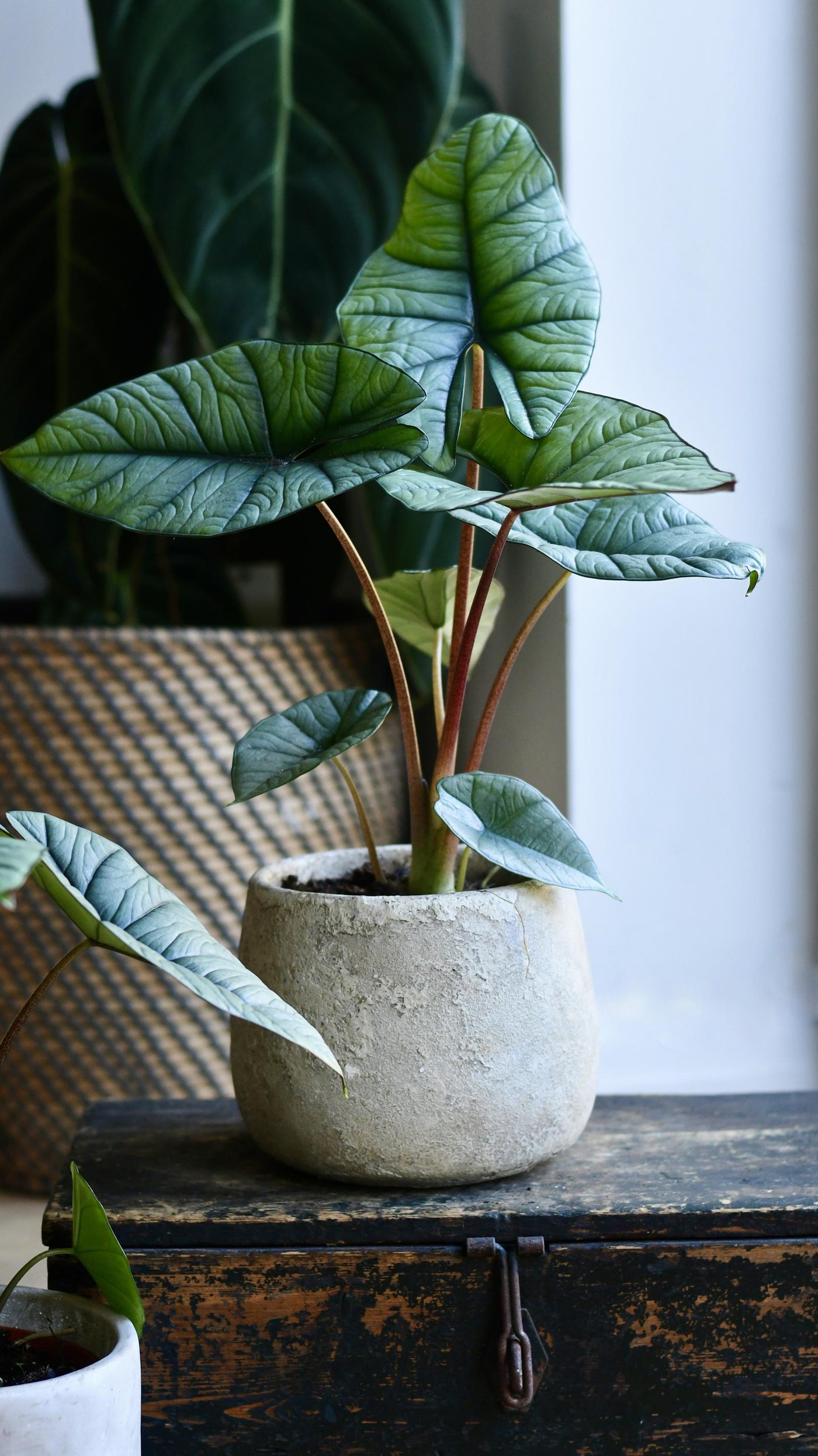 Alocasia Platinum