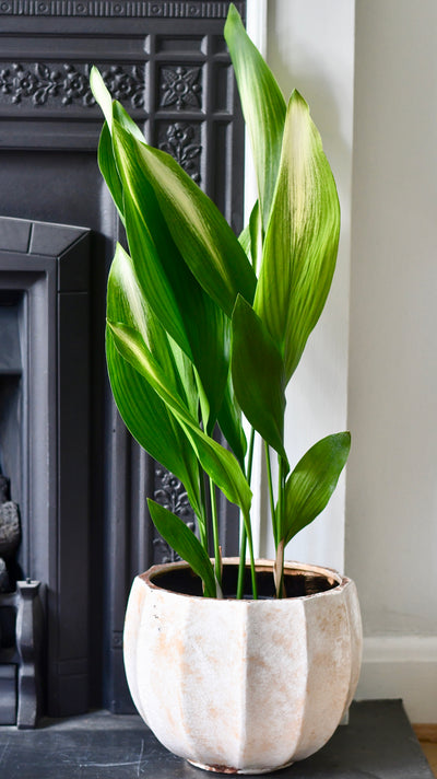 Aspidistra elatior 'Asahi' (Lime Striped Cast Iron Plant)