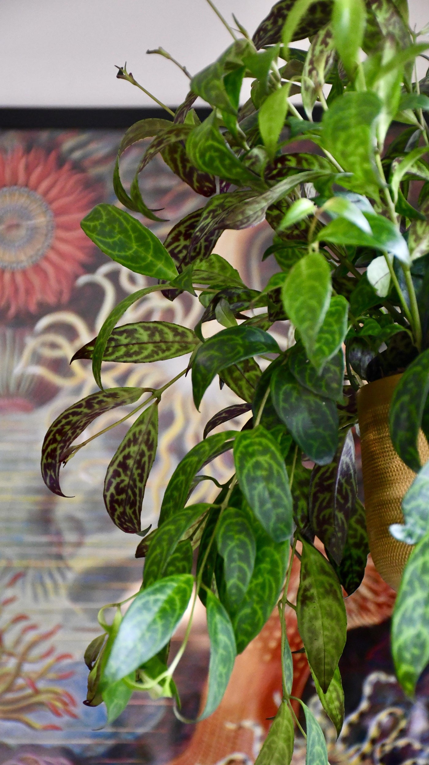 Aeschynanthus Marmoratus (Zebra Basket Vine)