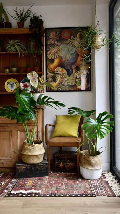 Medium Monstera Deliciosa (Elegant Stem Form)