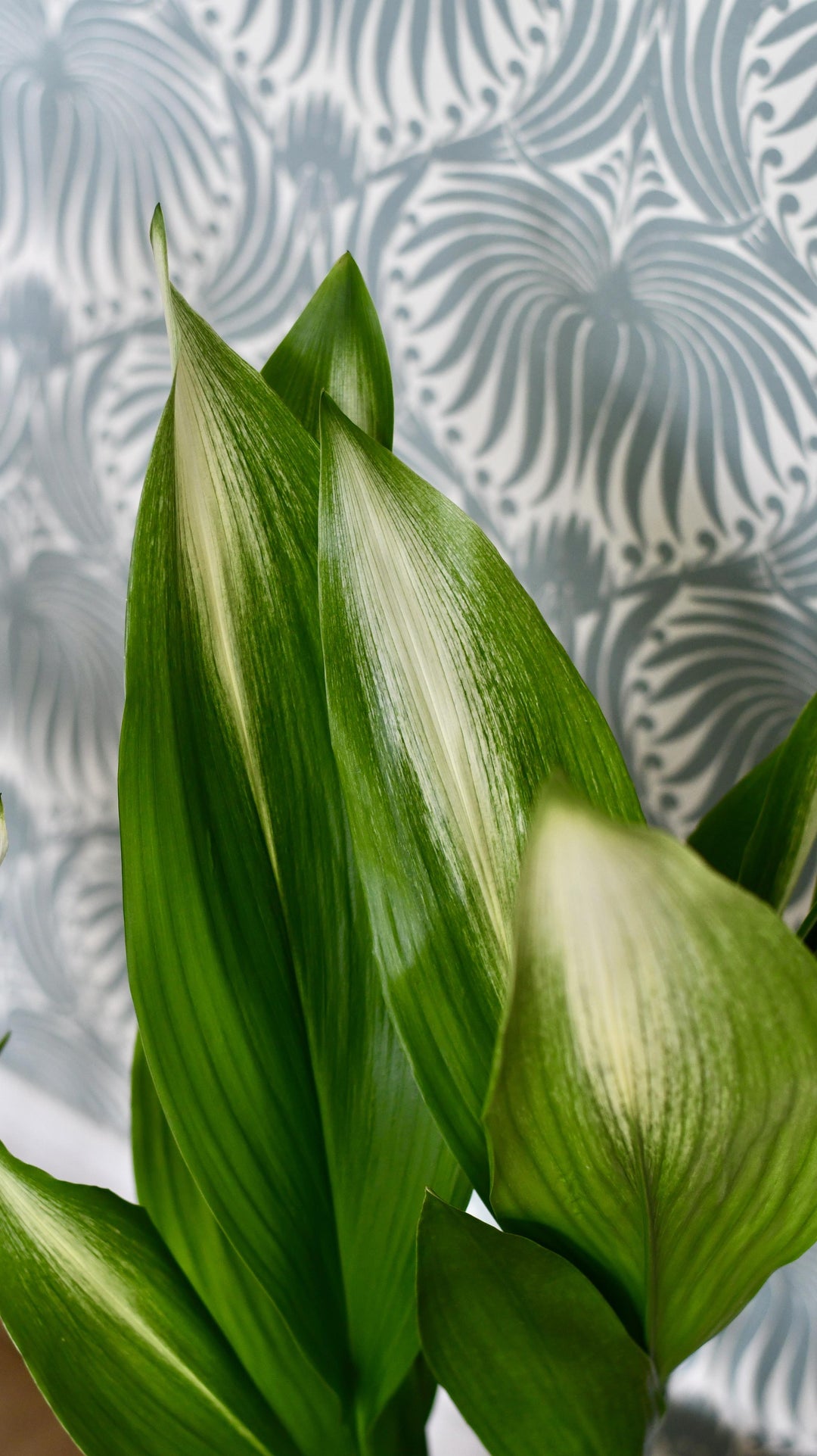 Aspidistra Elatior 'Asahi' *Very Rare*