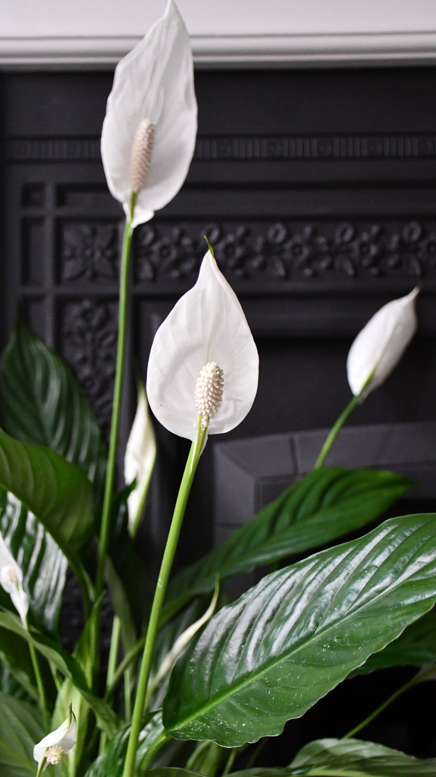 Spathiphyllum, Peace Lilly & Pot