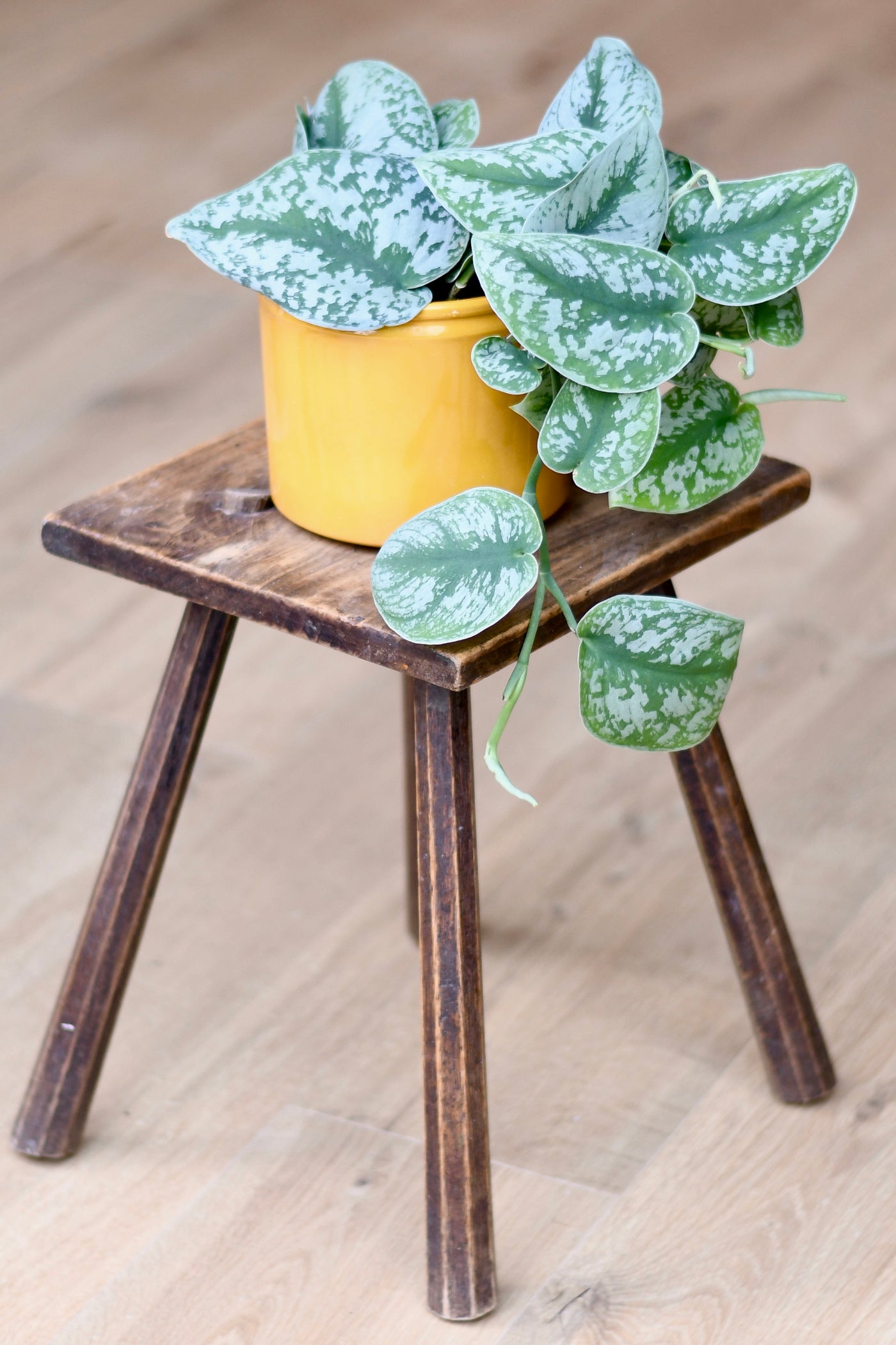 Scindapsus Pictus Trebi - Satin Pothos