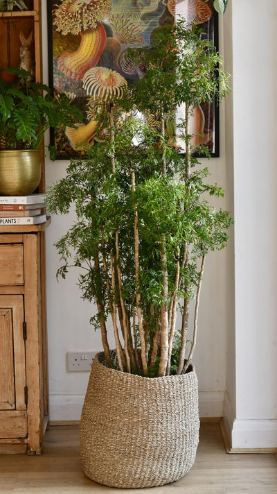 Polyscias Ming