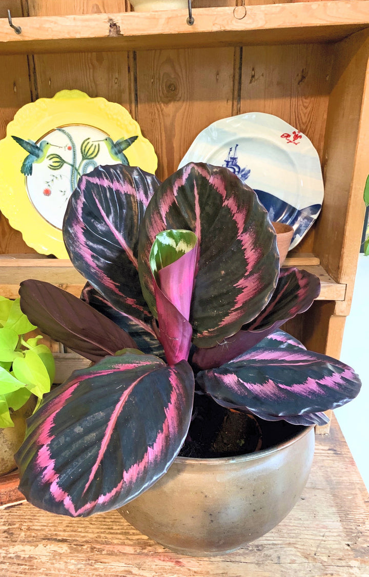 calathea roseopicta little princess Calathea Roseopicta Purple – Happy Houseplants