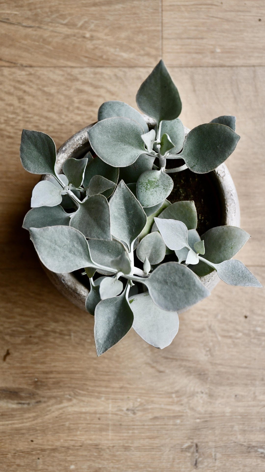 silver teaspoon succulent Silver Teaspoons | Kalanchoe Bracteata
