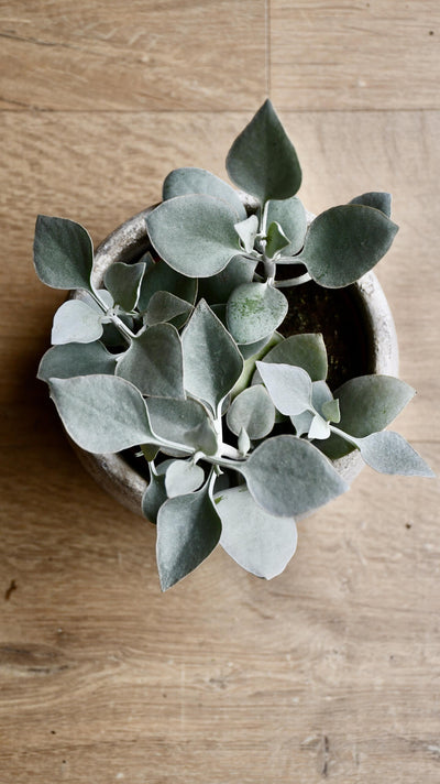 Kalanchoe Bracteata (Silver Teaspoons Plant)