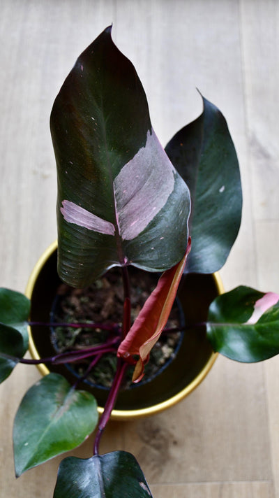 Philodendron Pink Princess