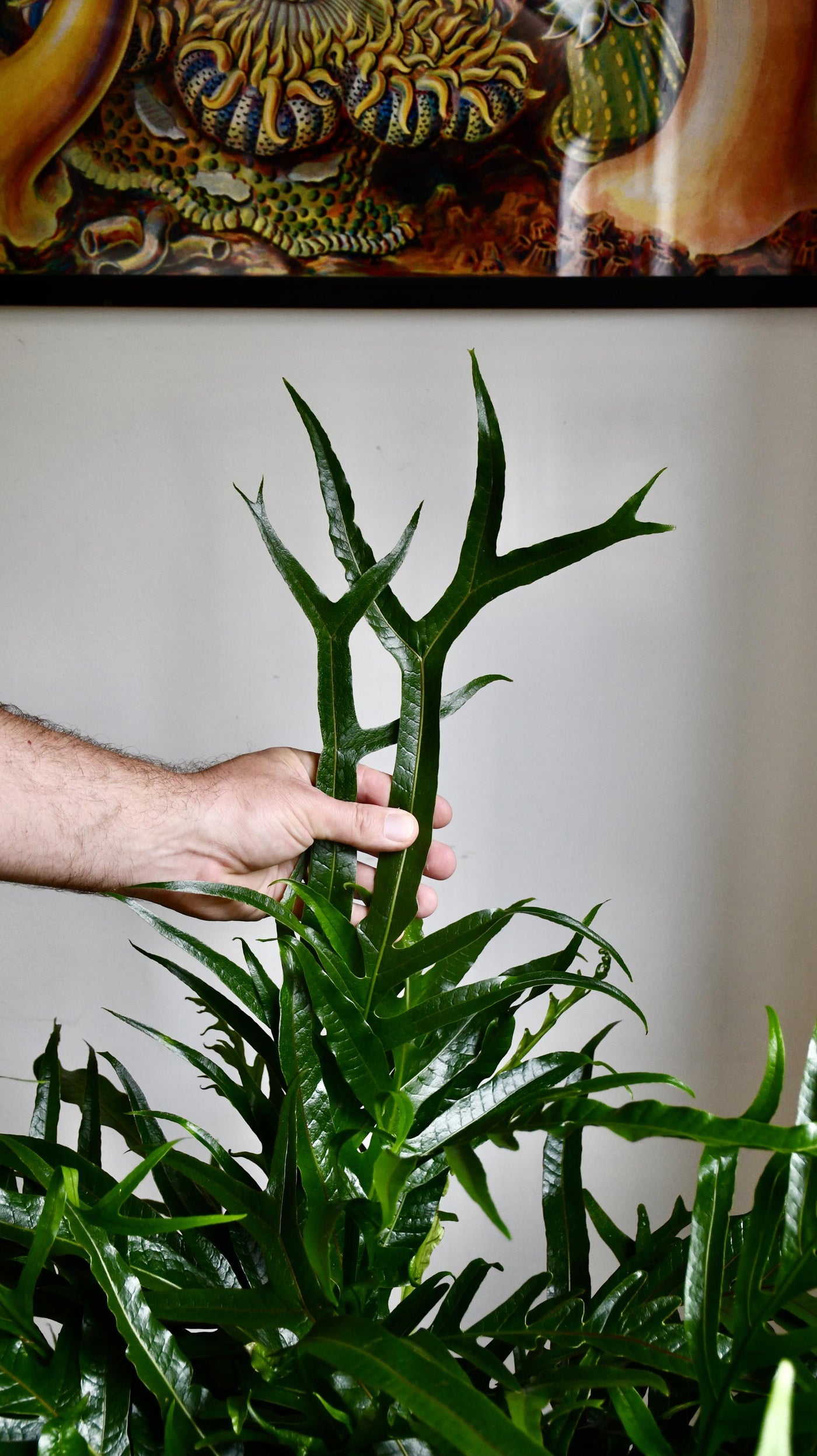 XL Aglomorpha Coronans - Snake Leaf Fern