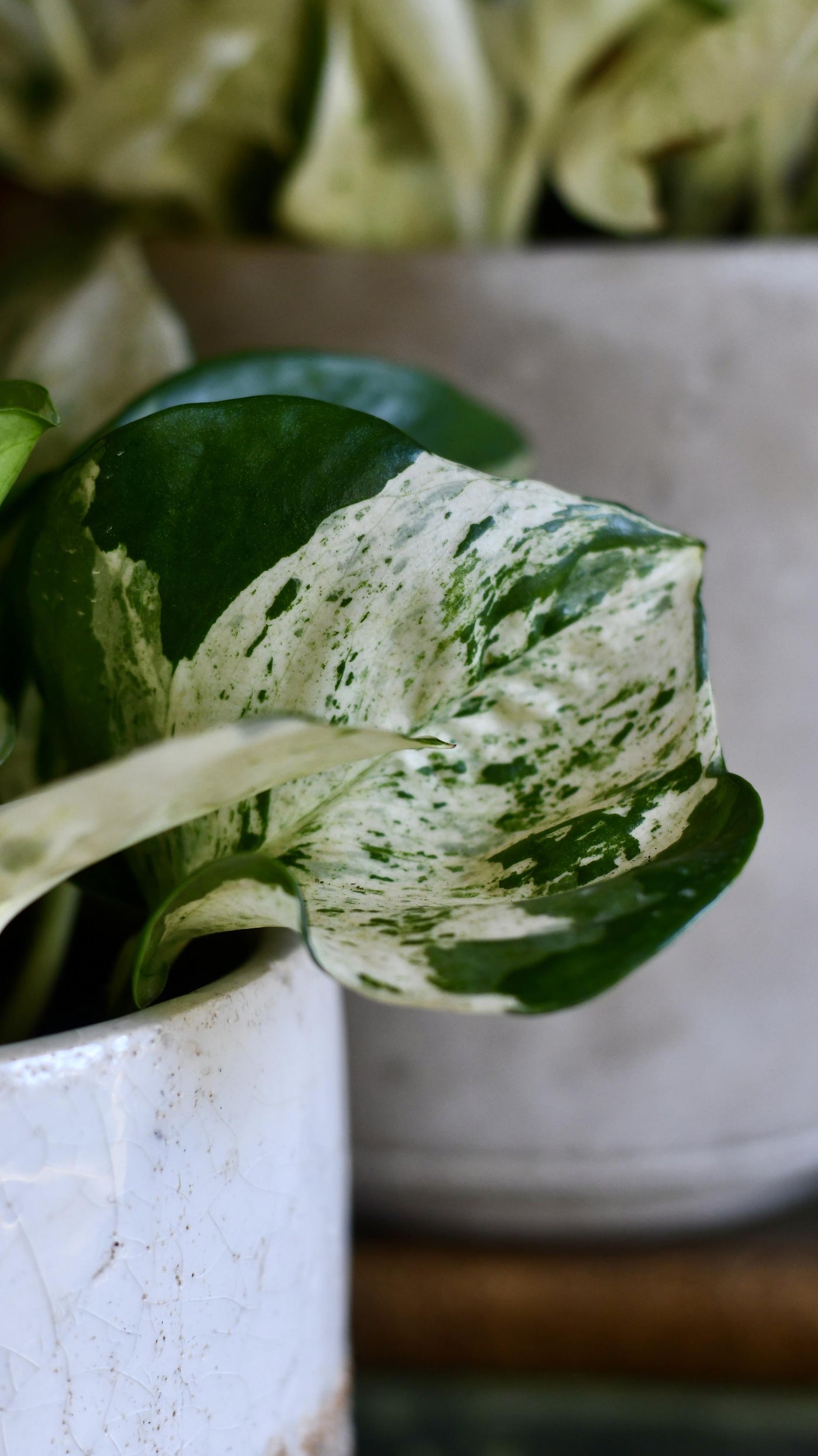 Epipremnum Happy Plant