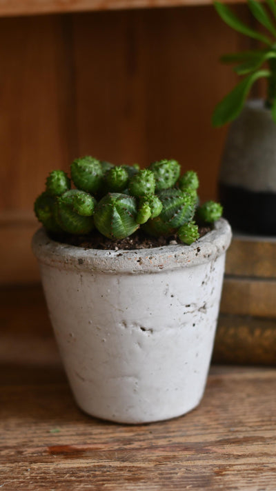 Euphorbia Globosa *rare*