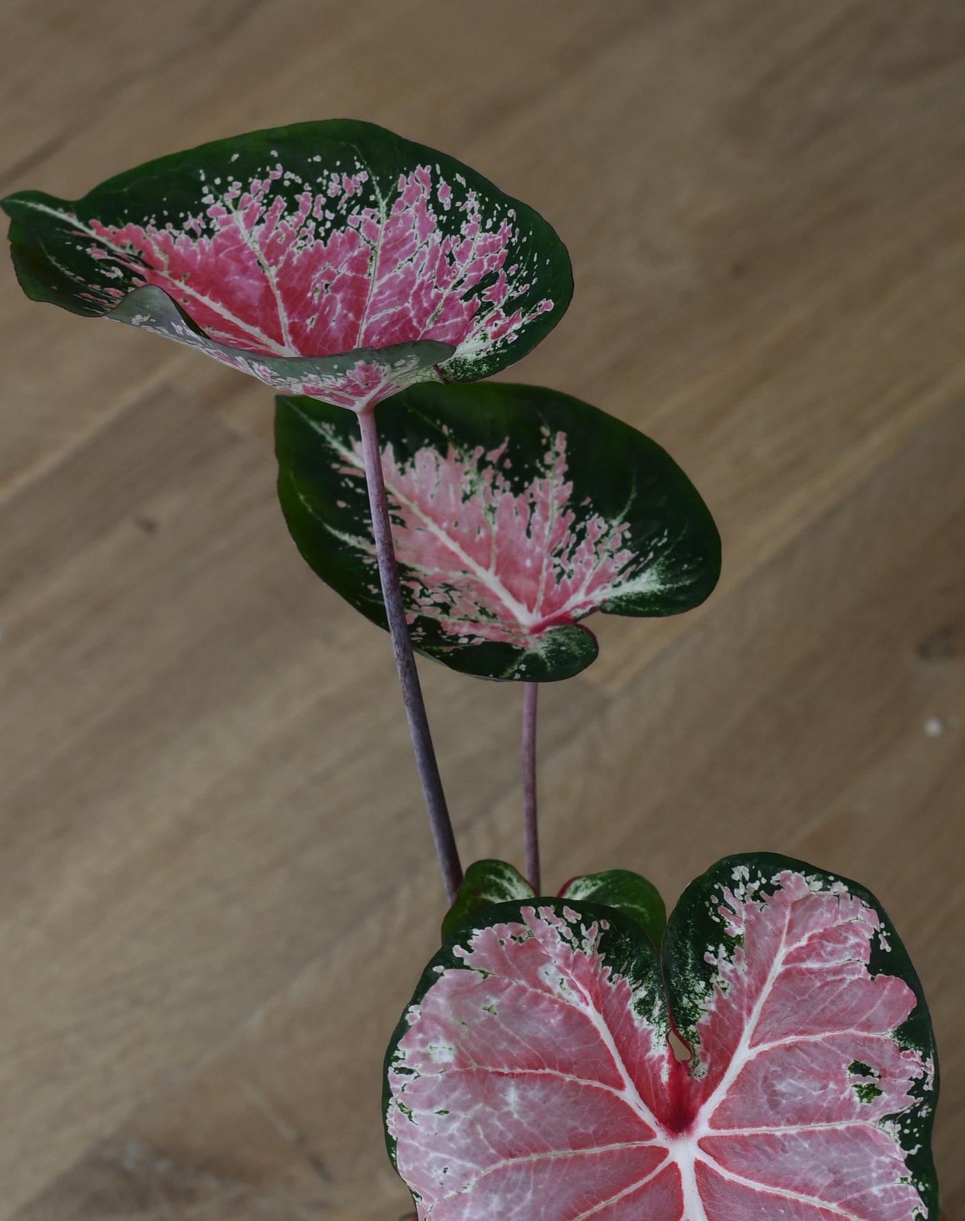 Caladium 13cm pot