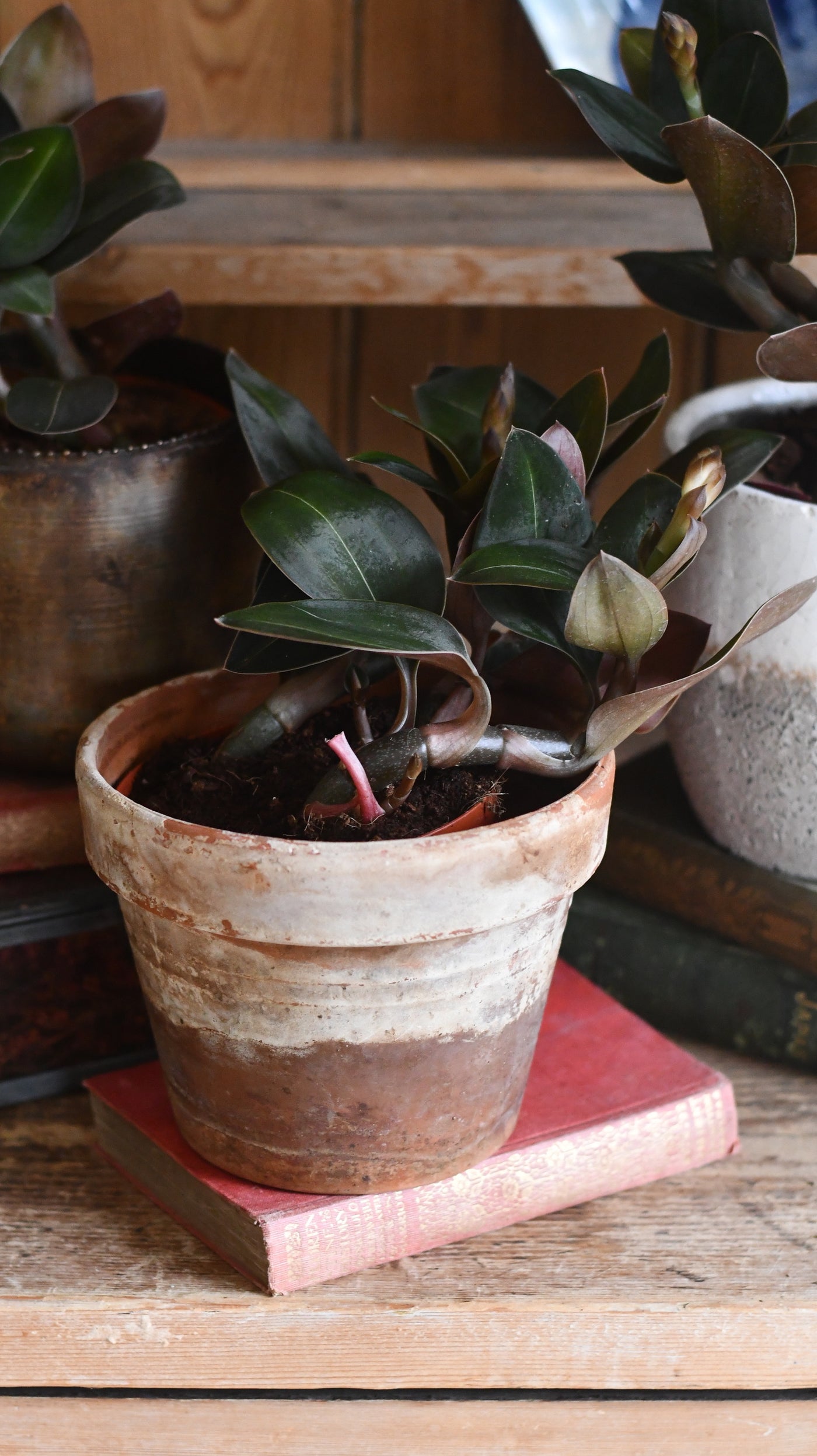 Black Velvet Jewel Orchid *rare* (Ludisia Discolor Black Velvet)