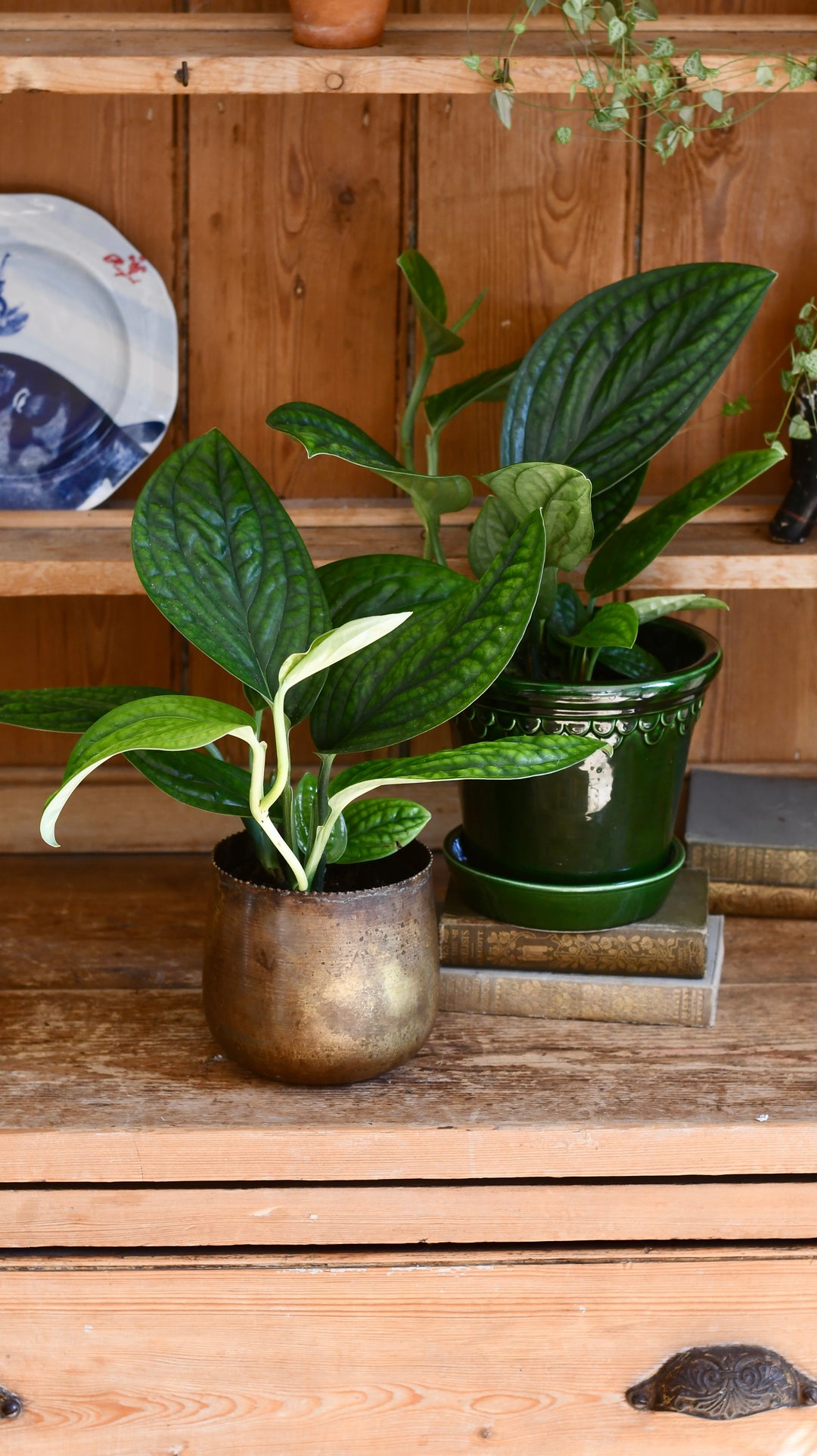 monstera marble planet Monstera Karstenianum Peru | Rare Houseplants