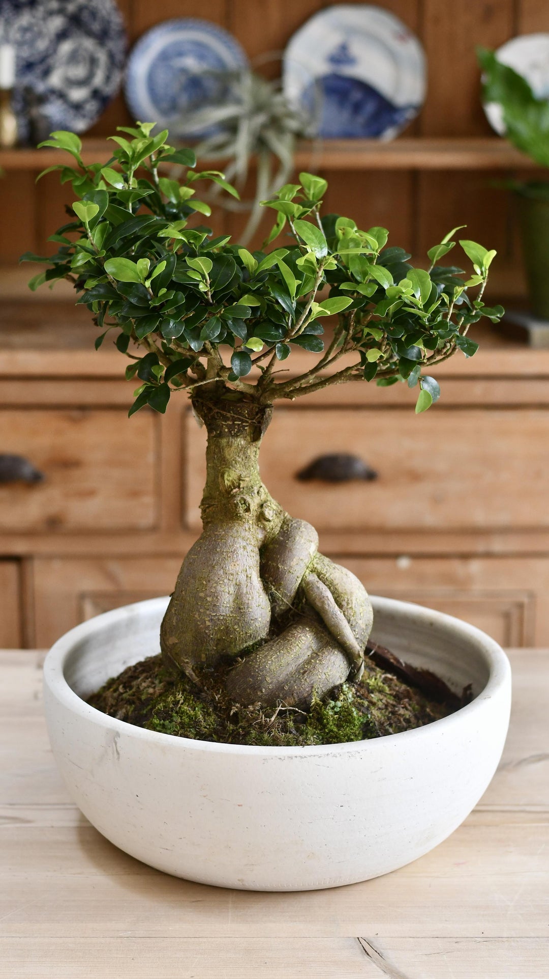 XL Ficus retusa or 'Ginseng'Bonsai Tree – Happy Houseplants