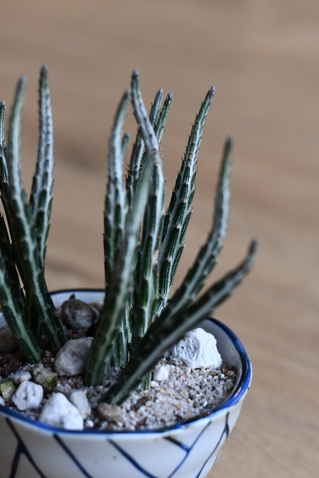 pickle plant succulent kleinia stapeliiformis Kleinia Senecio | Pickle Plant