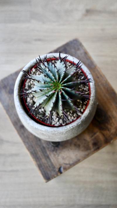 Euphorbia Horrida (African Milk Barrel)