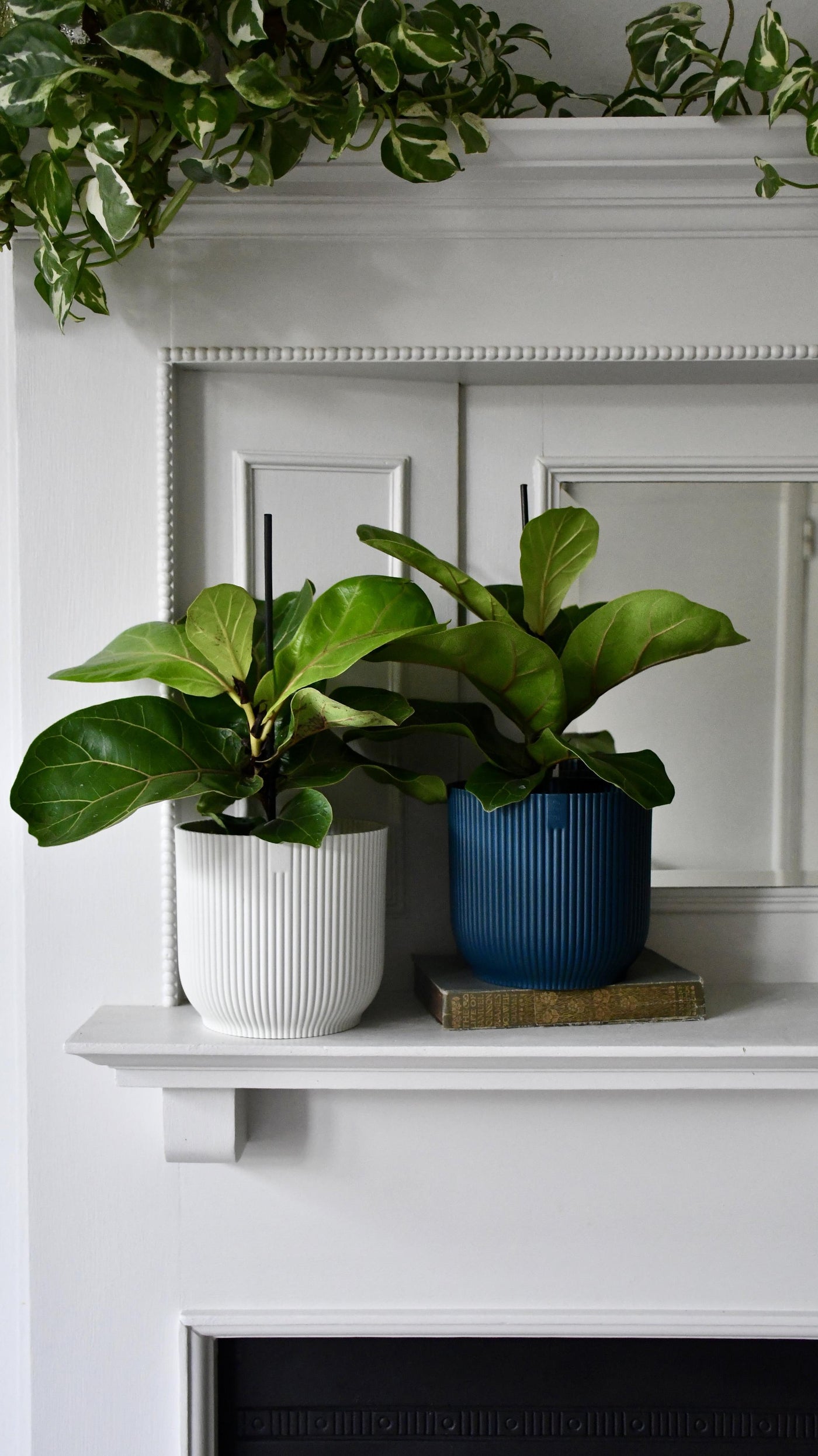 Baby Ficus Lyrata & Vibes Pot