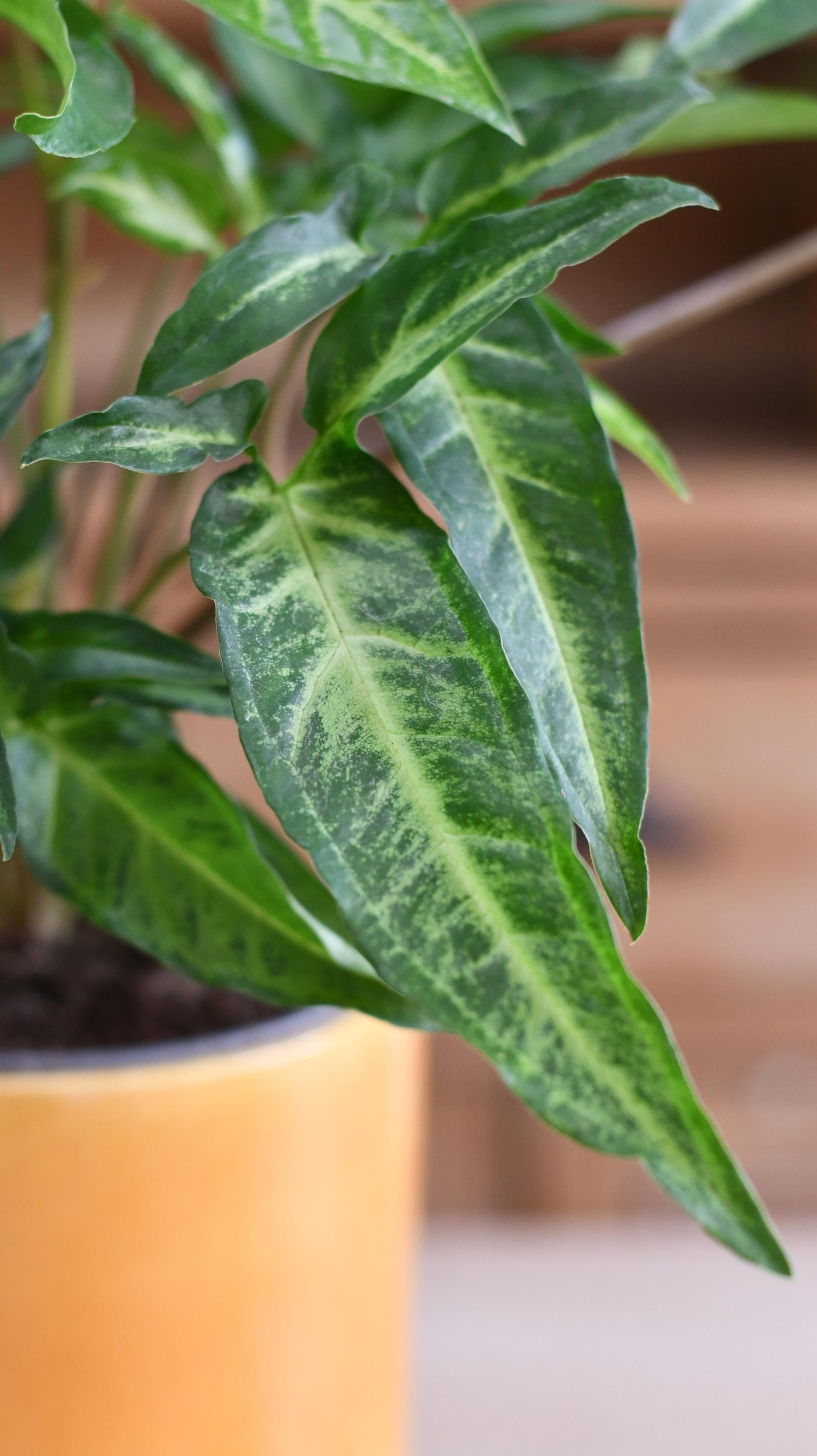 Syngonium podophyllum "Narrow Leaf"