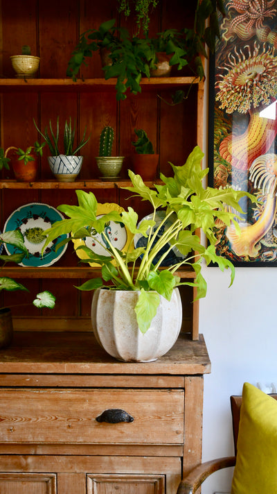 Philodendron Warscewiczii Aurea Flavum *Rare*