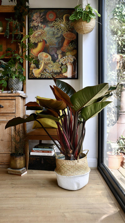 Philodendron Red Beauty