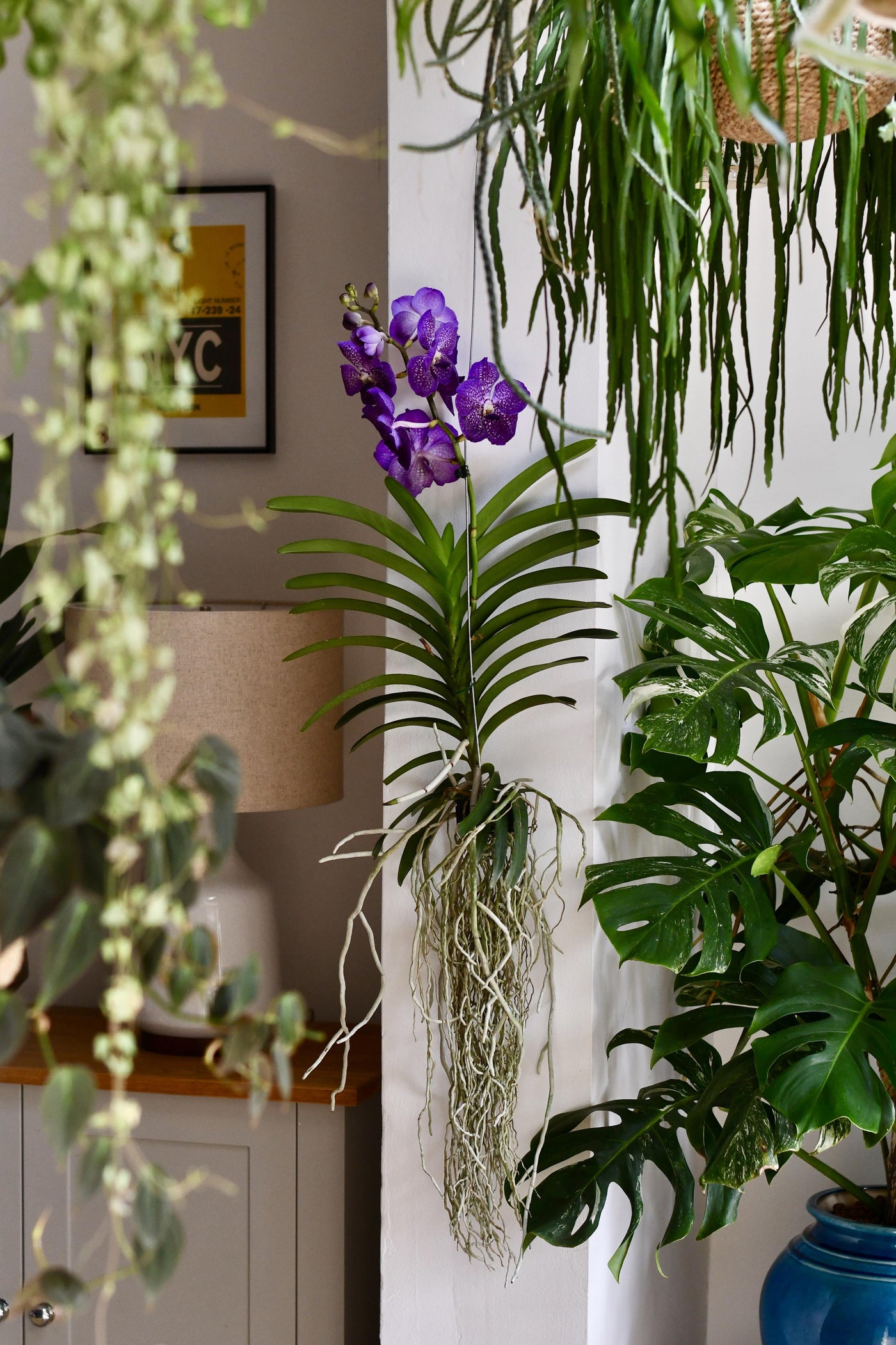 hanging man orchid plant for sale uk Vanda Orchids - Over One Metre Tall