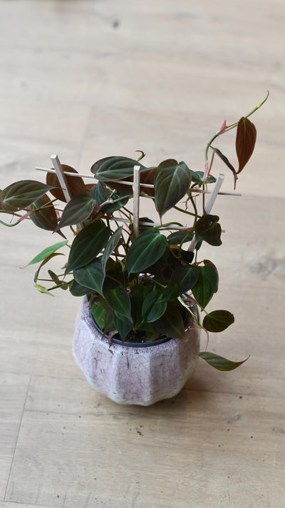 Philodendron Micans