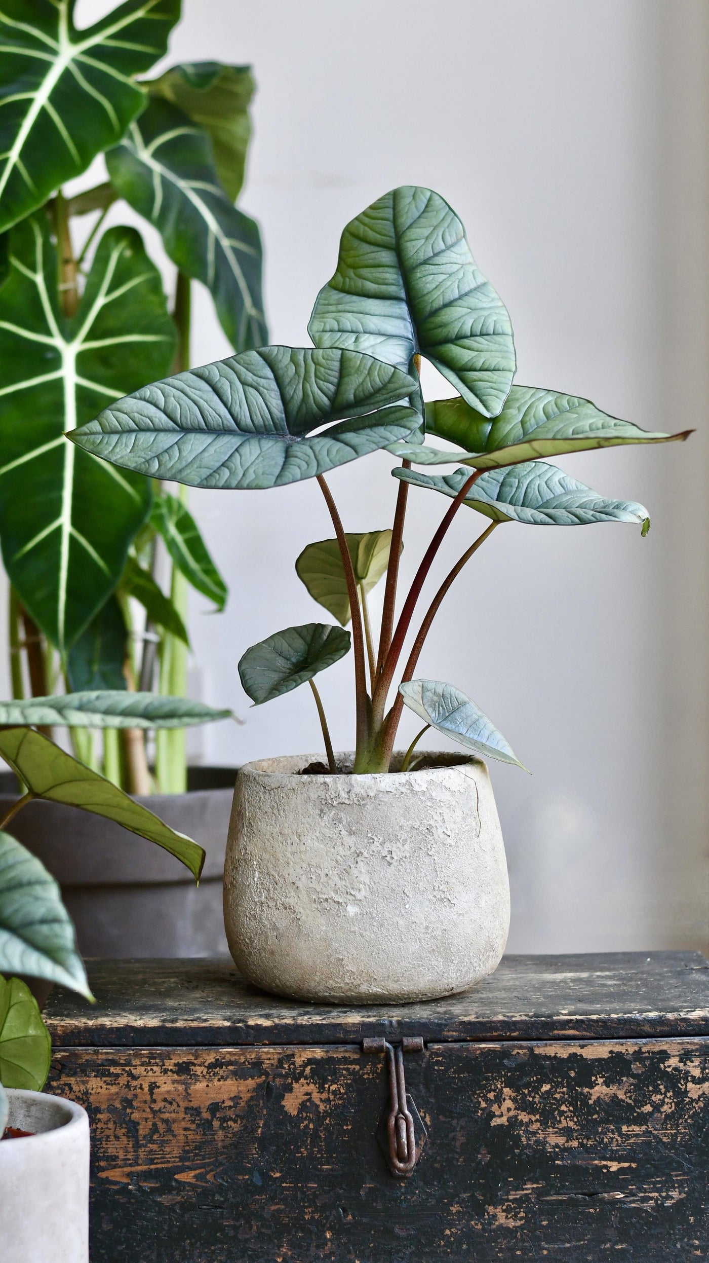 Alocasia Platinum