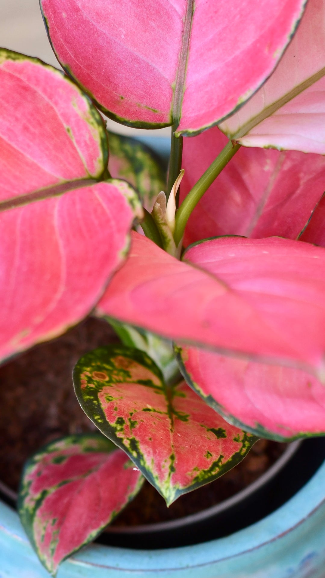aglaonema pink moon uk Aglaonema Pink Star | Rare Houseplants