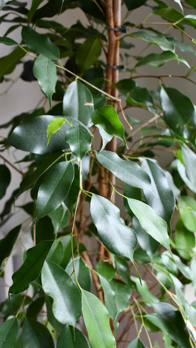 Indoor Weeping Fig Tree | Ficus Benjamina | Ficus Benjamina Weeping Fig Tree