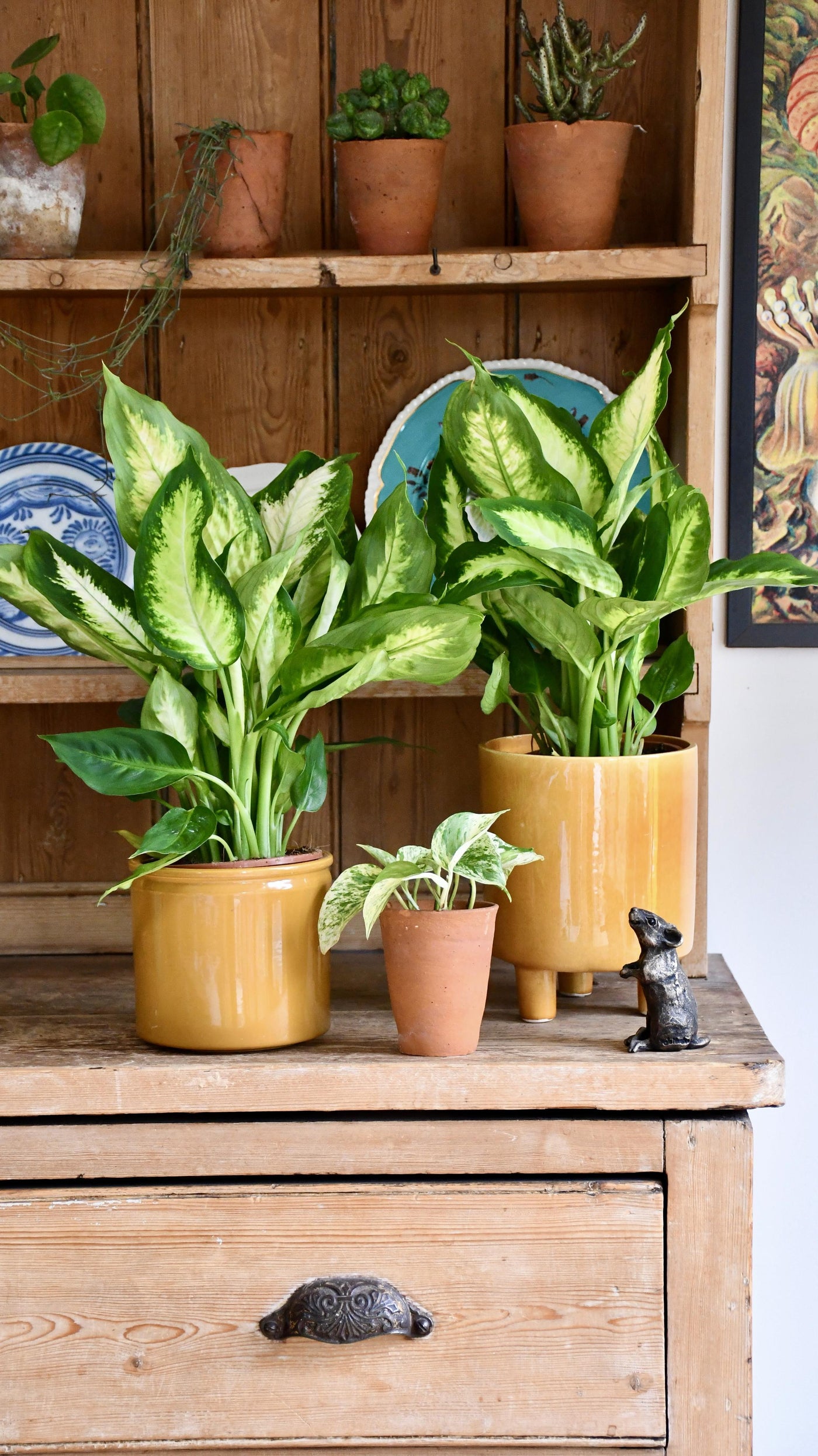 Dieffenbachia Camilla - Dumb Cane