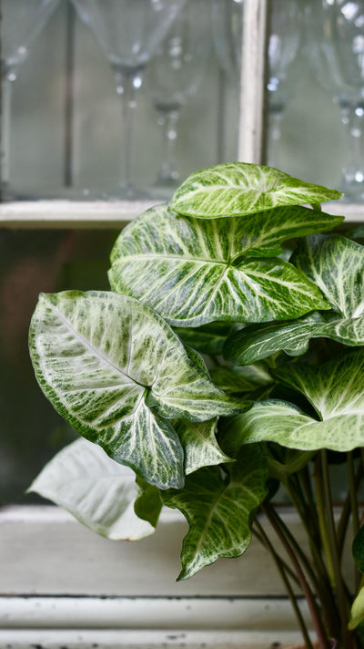 Syngonium White Butterfly | Syngonium nephphytis | Syngonium Arrow