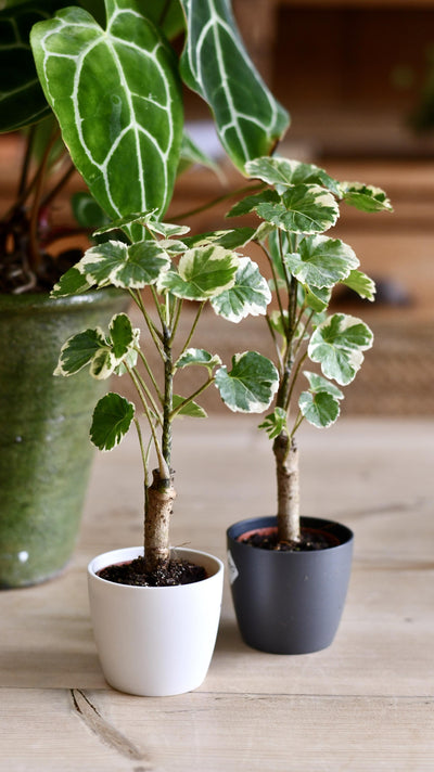 Baby Varigated Polyscias Balfouriana (Aralia Balfour & Pot)