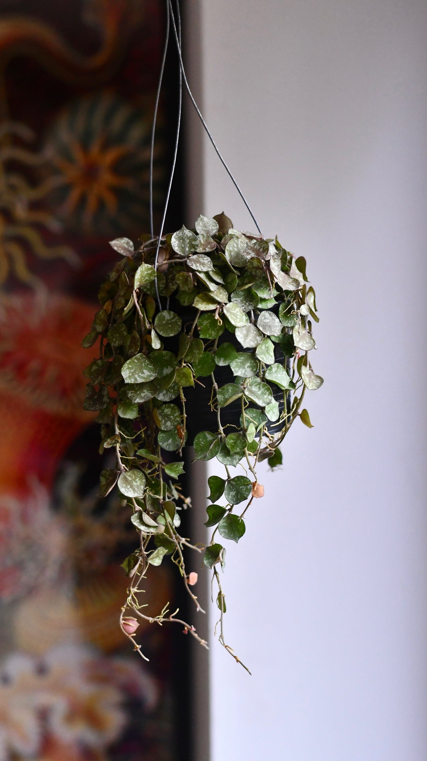 Hoya Curtisii, wax Flower, Porcelain Flower