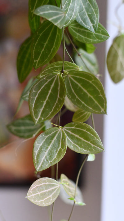 Large Dischidia Ovata (Watermelon Dischidia)