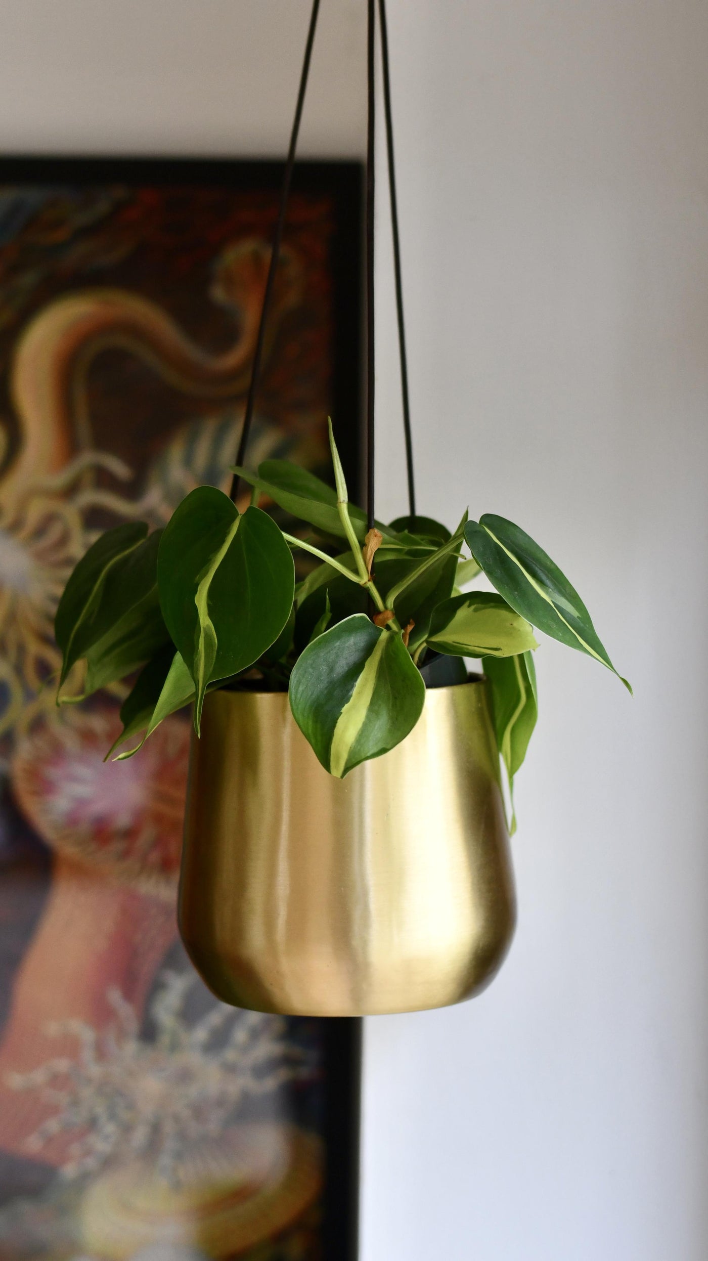 brass hanging plant holder Philodendron Brasil & Atsu Brass Hanging Planter – Happy Houseplants
