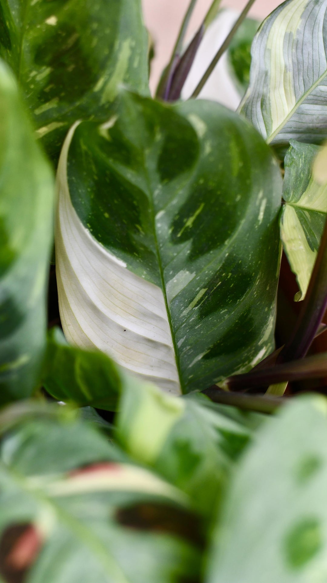 Maranta Leuconeura Prayer Plant - Variegated Indoor Houseplant 20-30cm Tall In 12cm Pot