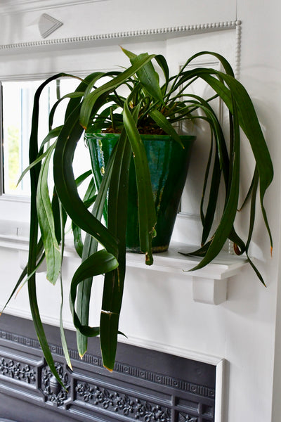 Anthurium Vittarifolium