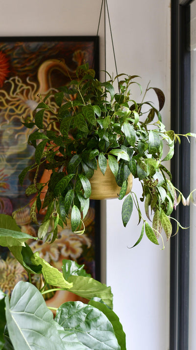 Aeschynanthus Marmoratus (Zebra Basket Vine)