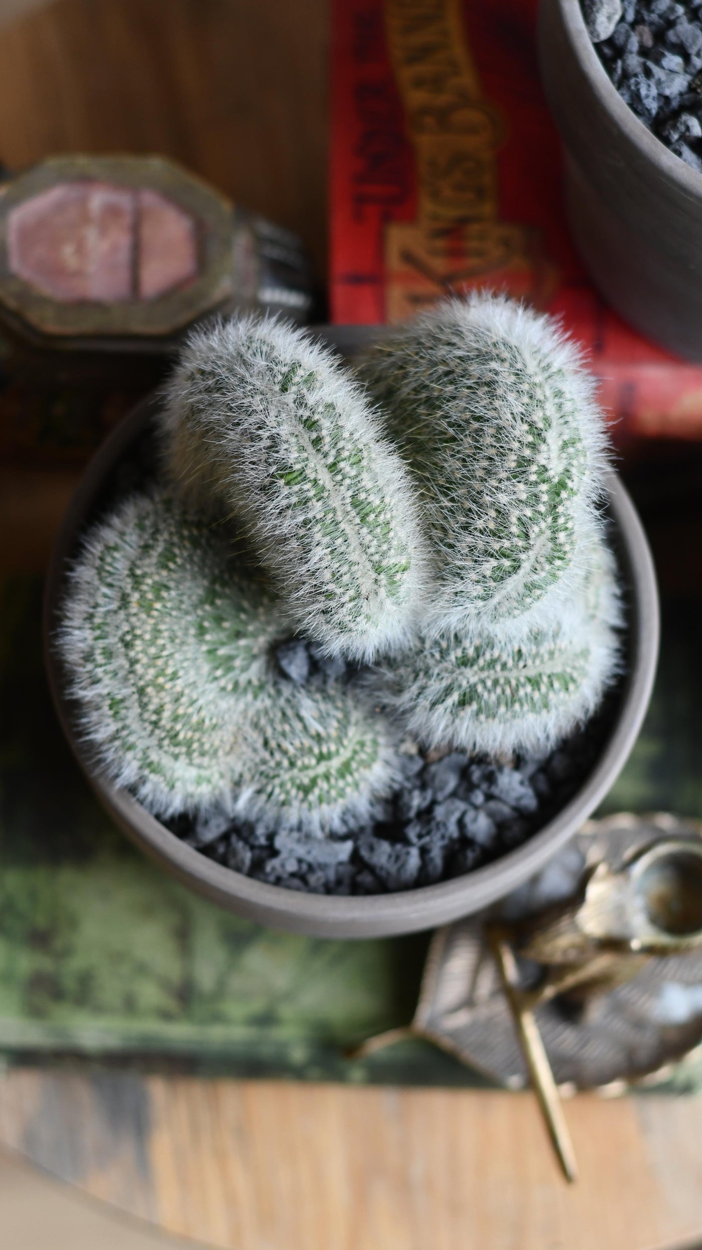Hildewintera aureispina f. cristata