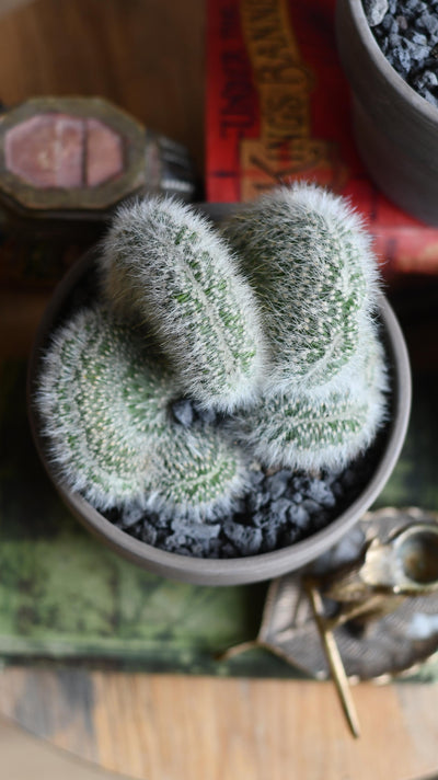 Hildewintera aureispina f. cristata