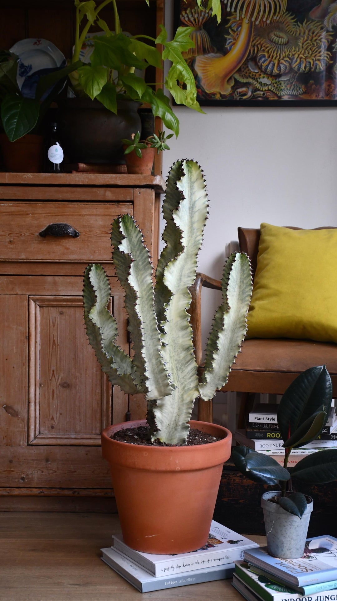 kaktus euphorbia eritrea Variegated Euphorbia Eritrea