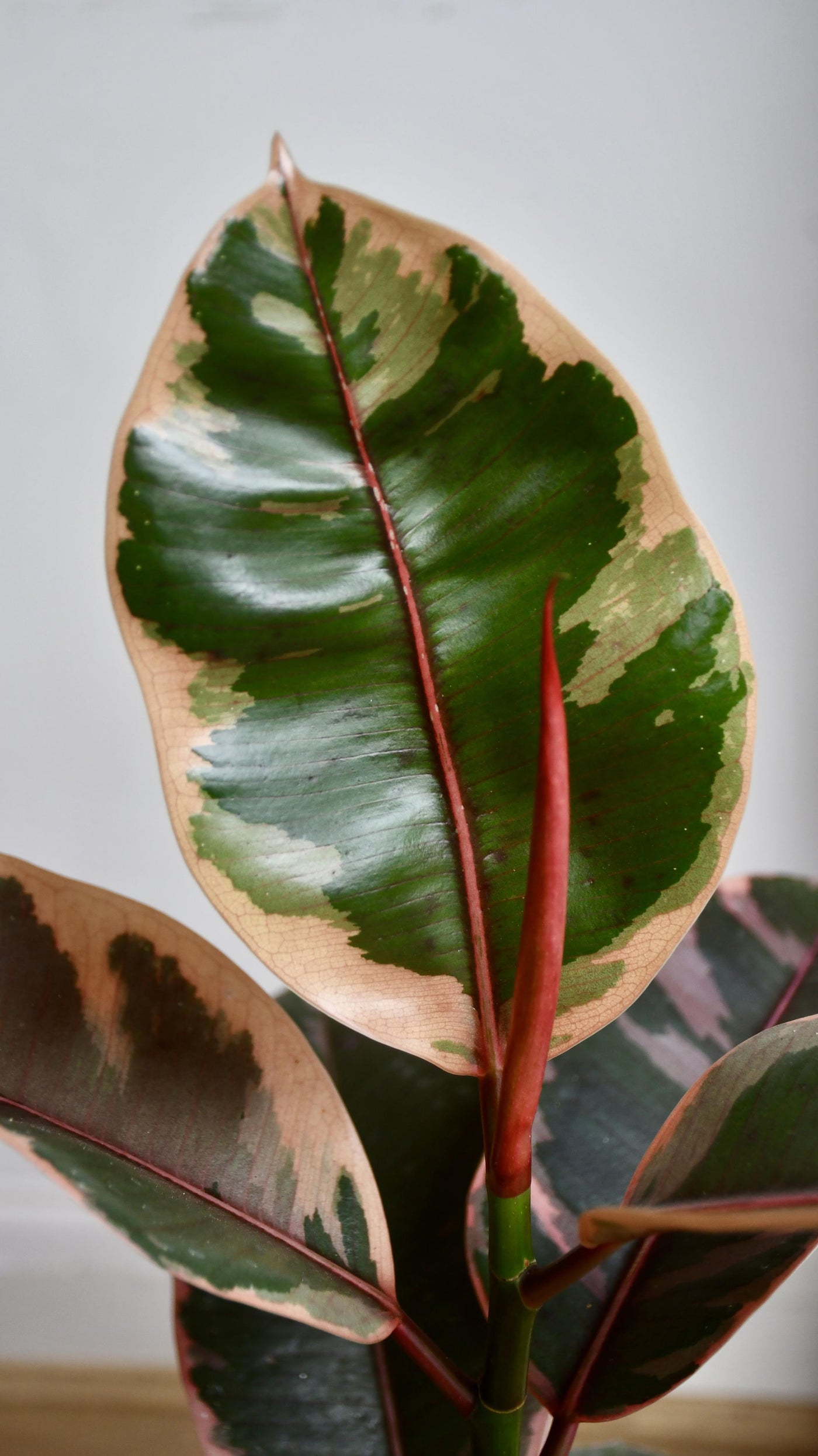 Ficus Elastica 'Belize' - Variegated Rubber Plant